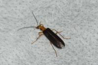 Nacerdes carniolica