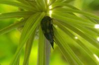 Variimorda villosa