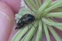 Variimorda villosa