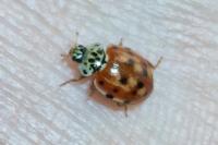 Harmonia quadripunctata