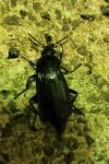 Necrodes littoralis