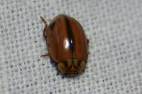 Aphidecta obliterata