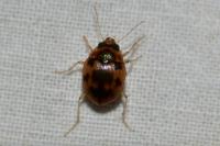 Omophron limbatum