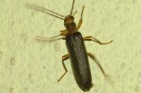 Nacerdes carniolica