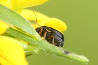 Cryptocephalus flavipes
