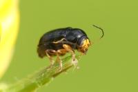 Cryptocephalus flavipes