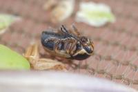 Cryptocephalus pygmaeus