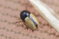 Cryptocephalus pygmaeus