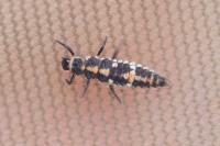 Oenopia conglobata
