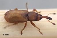 Magdalis rufa