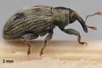 Ellescus bipunctatus
