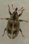 Ellescus bipunctatus