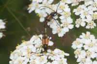 Stenurella bifasciata