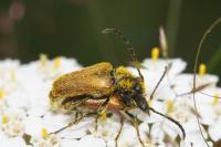 Stictoleptura fulva