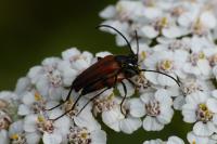 Stenurella bifasciata