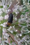 Mordellochroa abdominalis