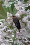 Mordellochroa abdominalis