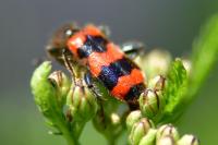 Trichodes apiarius