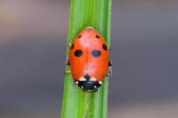 Hippodamia variegata