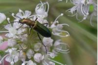 Chrysanthia viridissima
