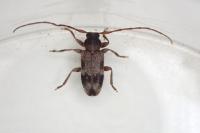 Exocentrus adspersus