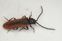 Omalisus fontisbellaquei
