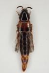 Carphacis striatus