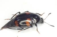 Scaphidium quadrimaculatum