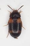 Mycetophagus quadripustulatus