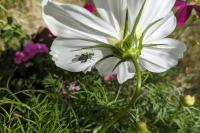 Oedemera nobilis
