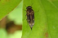 Tomoxia bucephala