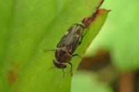 Tomoxia bucephala
