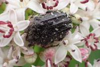 Oxythyrea funesta