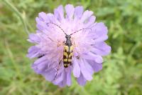 Rutpela maculata