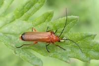 Rhagonycha fulva