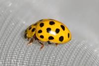 Psyllobora vigintiduopunctata