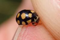 Coccinula quatuordecimpustulata