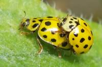 Psyllobora vigintiduopunctata