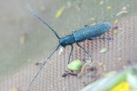 Agapanthia intermedia