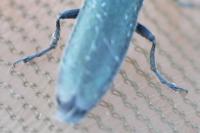 Agapanthia intermedia