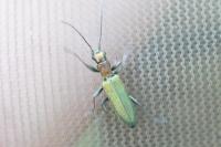 Chrysanthia viridissima