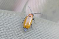 Exosoma lusitanicum