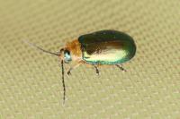 Sermylassa halensis