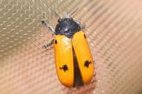 Clytra quadripunctata
