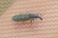 Lixus filiformis