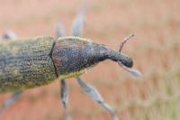Lixus filiformis