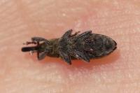 Lixus filiformis