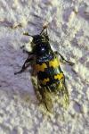 Nicrophorus vespillo