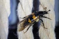 Nicrophorus vespillo