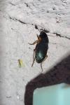 Harpalus